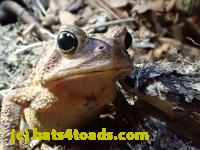 /home//u458753944/public_html/sourcegallery//////////////////////Roxborough Toad Detour/2013-2019/2017/P4110687.JPG